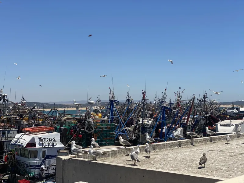 Fishing boats moored side by side in Essaouira harbour with seagulls overhead