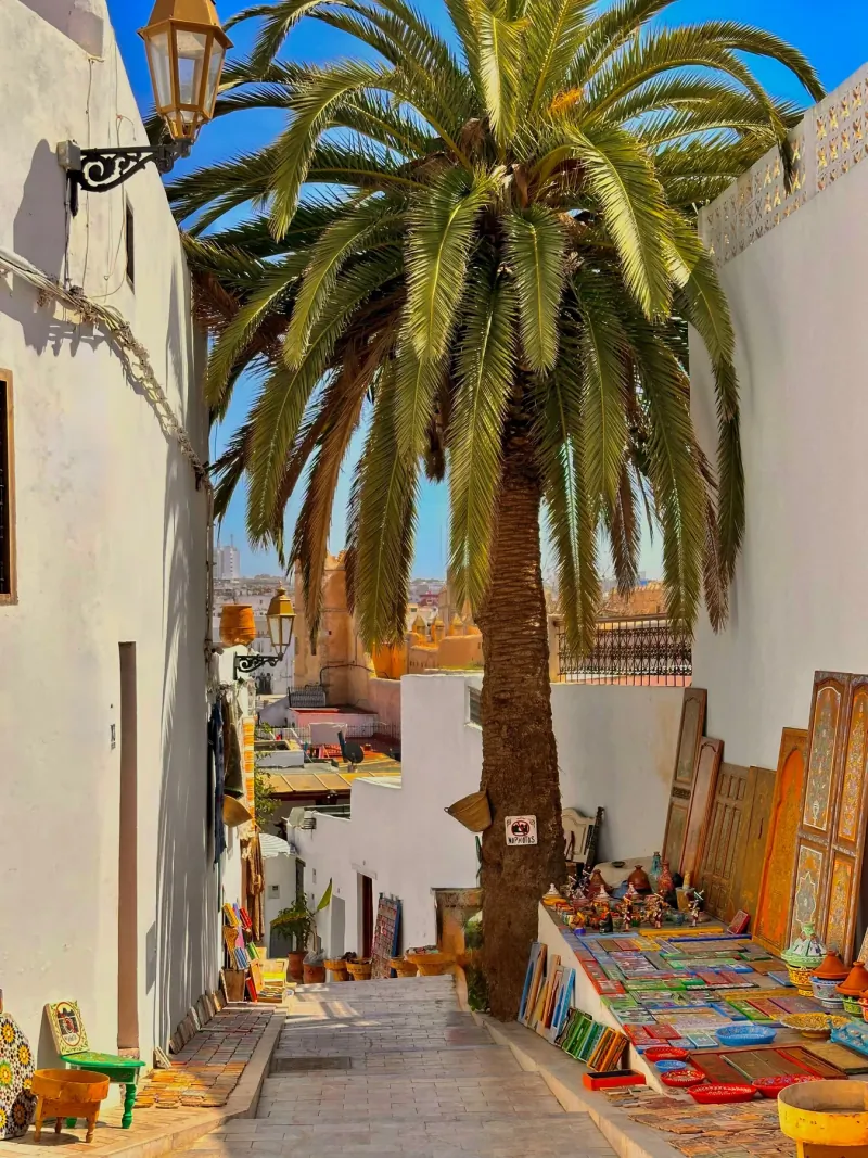 Tall palm tree in a narrow whitewashed street of the Rabat medina, with craft stalls along the wall